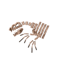 Raptor Fossil